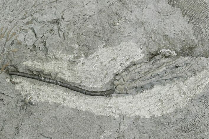 Crinoid (Decadocrinus) Fossil - Crawfordsville, Indiana #130169